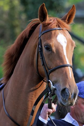 Bravo Girl wurde bei Arqana erworben. www.galoppfoto.de - Sandra Scherning