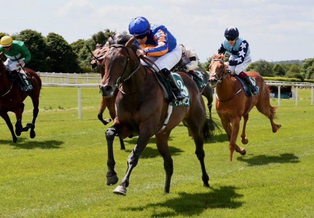 Celtic Chiedtain empfiehlt sich für Royal Ascot. Foto: courtesy by Coolmore