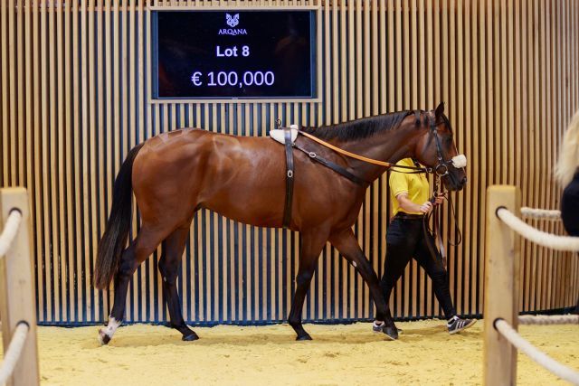 Der 100.000-Euro-Zweijährige von Creative Cause. Foto: Arqana/Zuzanna Lupa