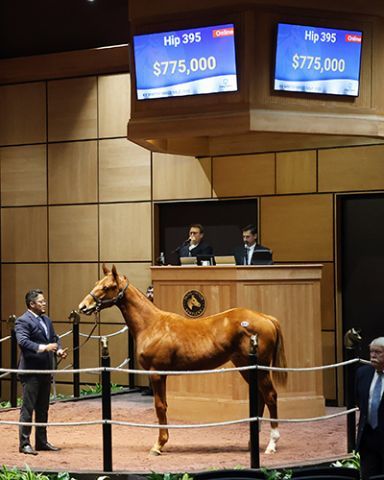 Der hochpreisige Curlin-Jährling. Foto: Fasig-Tipton