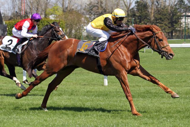 Das sah bedeutend aus - Quasillo mit Jose Luis Silverio gewinnt das Dreijährigen-Rennen in München. www.galoppfoto.de - Sebastian Höger