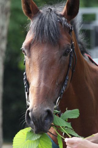 Derbyssieger Waldpark - der sich hier noch das Grünzeug in Ravensberg hat schmecken lassen - läuft jetzt erstmals in Australien. www.rennstall-woehler.de