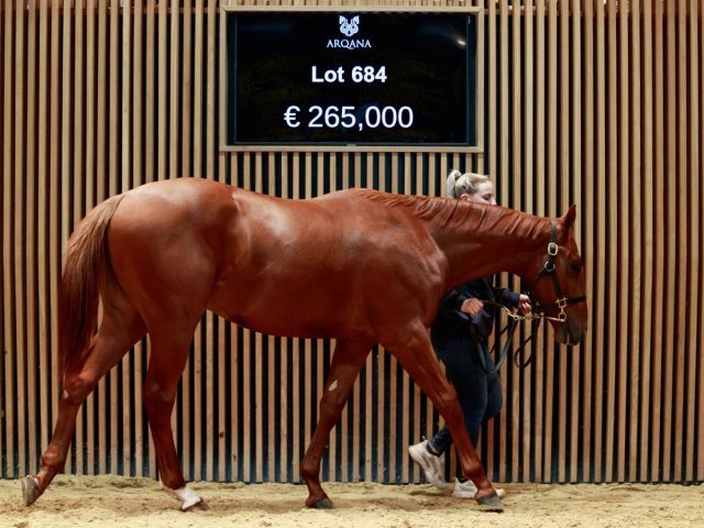 Der Dpctor Dino-Hengst aus der Jane. Foto: Arqana/Zuzanna Lupa