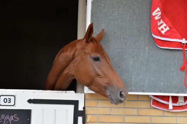 Ein Blick aus der Box vor dem "Arc". www.galoppfoto.de - JJ Clark