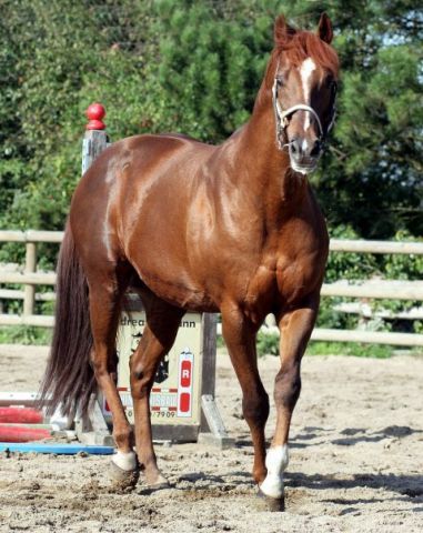 Erminius in Dortmund. Foto: Rene Schöder