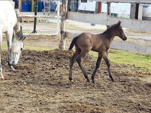 Das erste Fohlen von Isfahan, die Schimmelstute ist die Mutter Amazing Grey. Foto: privat