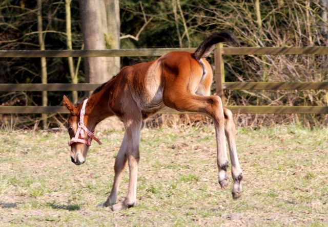 Das bisher einzige Brusco-Fohlen. Foto: privat