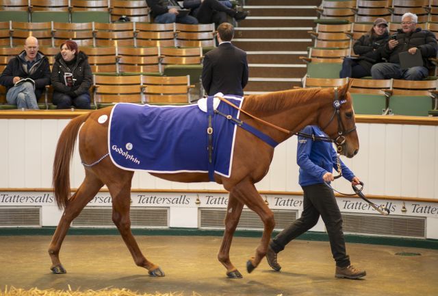 Galashiels wechselt nach Australien. Foto: Tattersalls