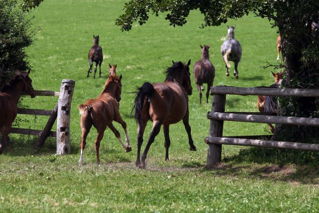 Im Galopp: Stuten und Fohlen auf der Weide im Gestüt Harzburg. www.galoppfoto.de - Frank Sorge