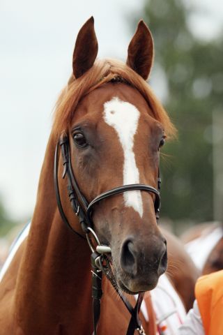 Hat eine Nennung im Coronation Cup: Girolamo. www.galoppfoto.de - Sabine Brose