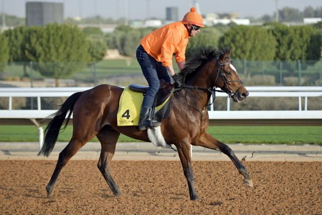 Grocer Jack beim Training in Riyadh. www.galoppfoto.de - JJ Clark