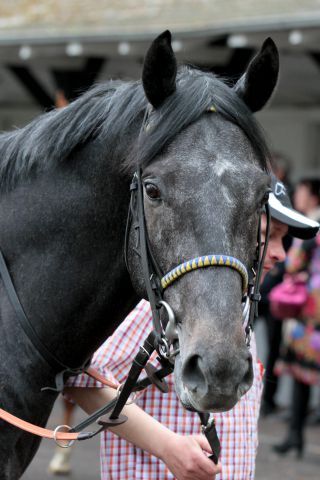 Guardini nach dem Gerling-Preis. Foto: www.galoppfoto.de - Sandra Scherning