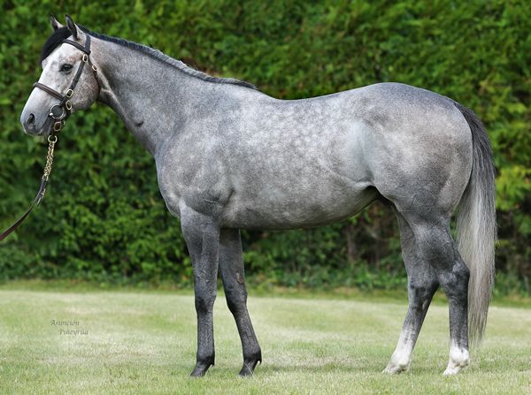 Havana Grey. Foto: Whitsbury Manor Stud