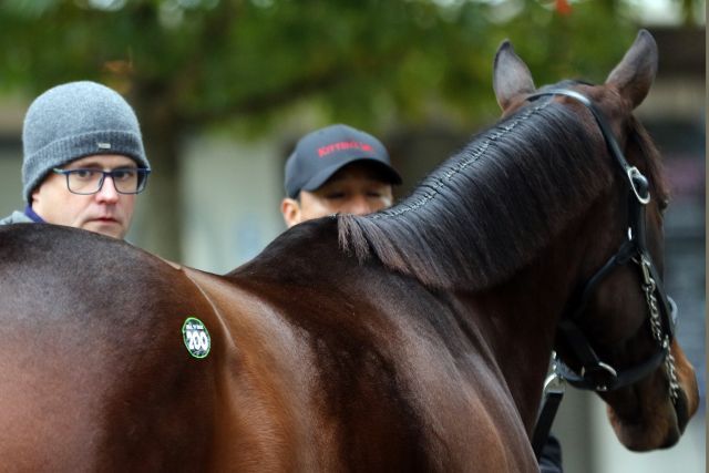 M. V. Magnier inspiziert Lady Aurelia - gekauft hat er sie am Ende nicht. Foto: Fasig-Tipton