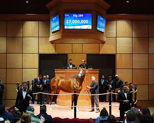 Gamine ging für sieben Millionen Dollar an Coolmore. Foto: Fasig-Tipton