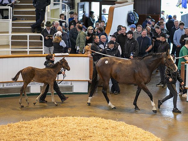 Hope and Diamond und ihr Stutfohlen von No Nay Never. Foto: Tattersalls