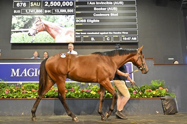 Dieser I Am Invincible-Sohn gehörte in Gold Coast zu den Top-Zuschlägen. Foto: Magic Millions