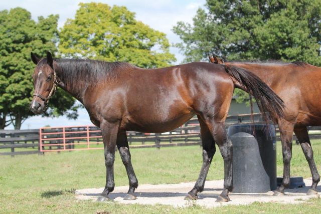 Die Berglar-Stute Night Lagoon - hier im Stonereath Stud - wurde tragend von War Front für 1,7 Millionen US-Dollar an Coolmore verkauft. Foto (Archiv): Claudia von der Recke