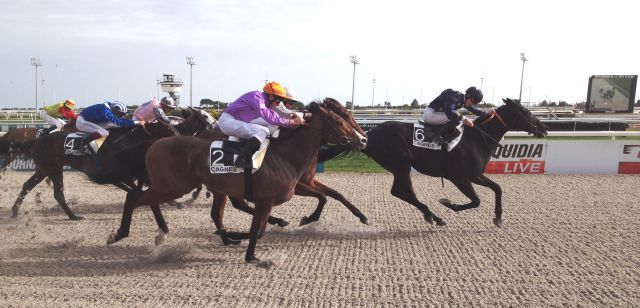 Indomito gewinnt mit Eddy Hardouin für Trainer William Mongil in Cagnes-sur-mer. www.dequia.de