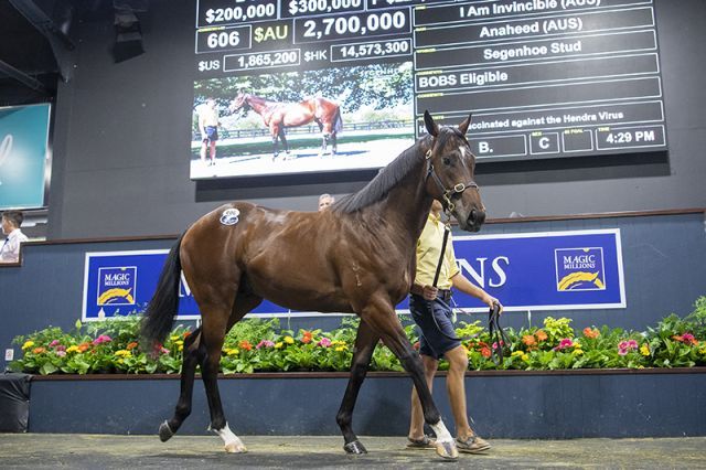 Der Rekordjährling von I Am Invincible. Foto: Magic Millions