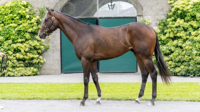 Der Areion-Sohn Izzari. Foto: Tattersalls