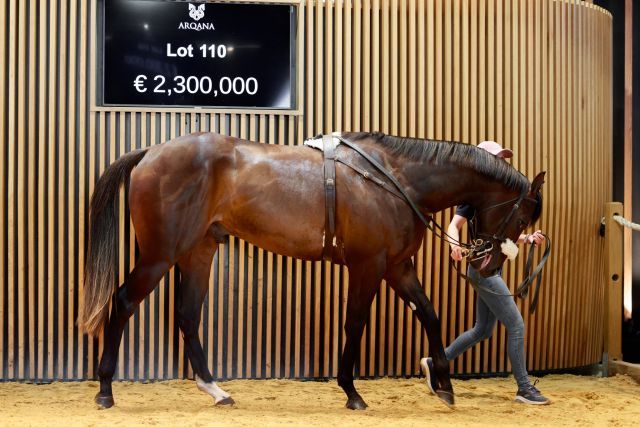 Der Rekord-Zweijährige von Justify. Foto: Arqana/Zuzanna Lupa