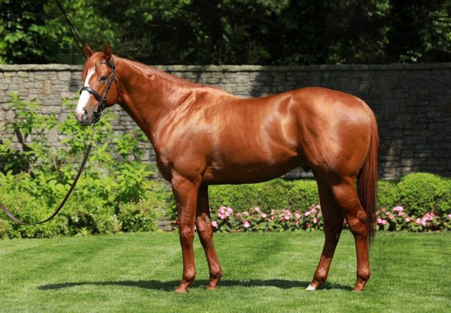 Justify. Foto: Coolmore