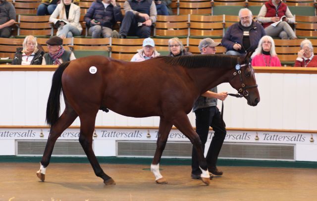 Kalidasa als Jährling in Newmarket. Foto: Tattersalls