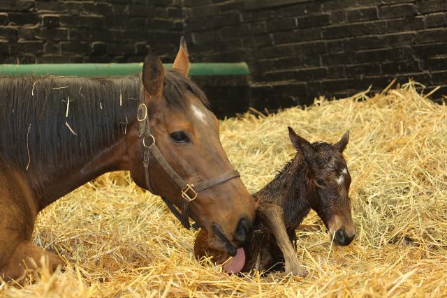 Kind mit ihrem letzten Fohlen von Kingman. Foto: Juddmonte