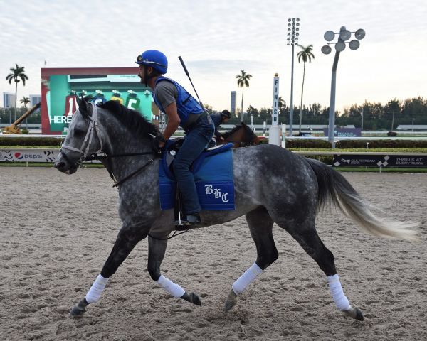 Knicks Go bei der Morgenarbeit in Gulfstream Park. Foto: Ryan Thompson/Pegasus World Cup