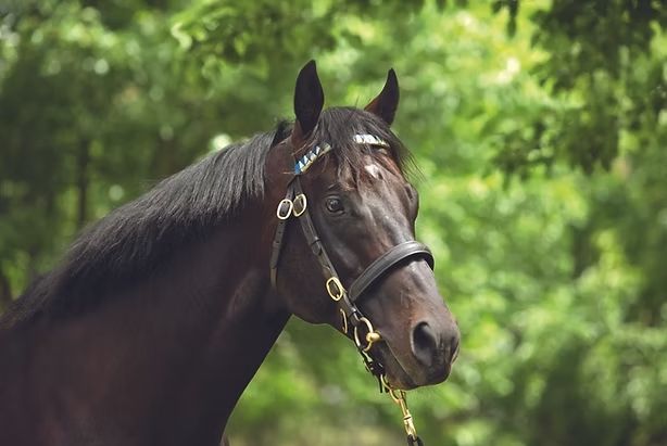 Kuroshio. Foto: courtesy by Annebault