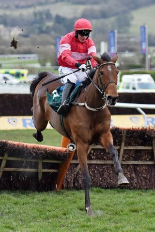 Laurina unter Paul Townend bei ihrem Sieg in Cheltenham. www.galoppfoto.de - JJ Clark