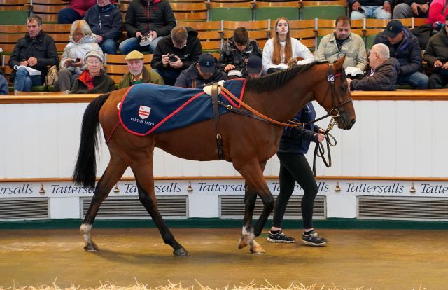 Aemilianus wurde nach Katar gekauft. Foto: Tattersalls