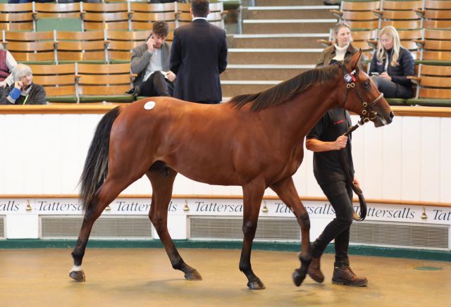 Der Frankel-Salestopper, glatte zwei Millionen gns. kostete er. Foto: Tattersalls