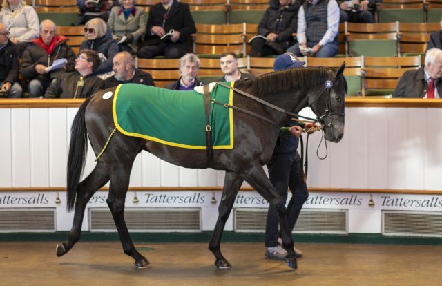 Anno Domini im Frühjahr im Ring. Foto: Tattersalls