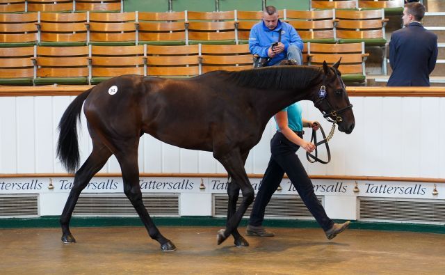 Der Amaron-Hengst aus der Zucht des Gestüts Etzean. Foto: Tattersalls