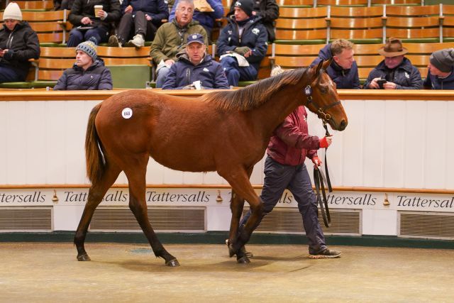 200.000gns. kostete diese Mehmas-Stute. Foto: Tattersalls