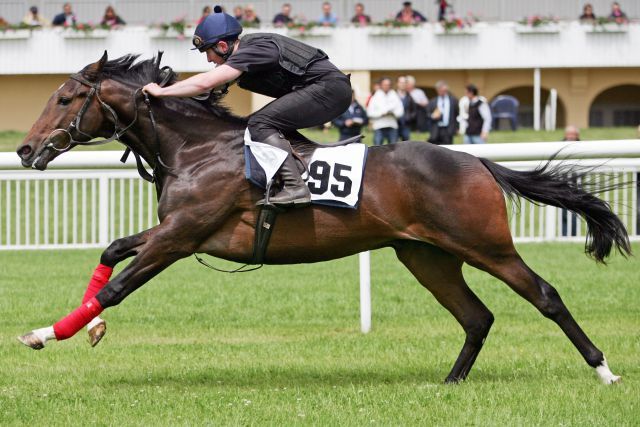 "Jungbrunnen" Lot 95, Wizard Wolf bei der Breeze Up. www.galoppfoto.de - Sarah Bauer