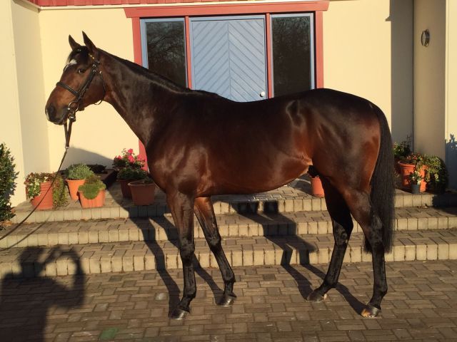 Der High Chaparral-Sohn Lucarelli. Foto: privat