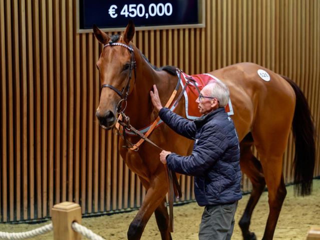 Mambonumberfive, der Salestopper in Deauville. Foto: Arqana/Zuzanna Lupa