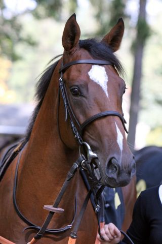 Der ehemalige Schlenderhaner Mawingo läuft nun im Doomben Cup, Gr. I. www.galoppfoto.de - Scherning