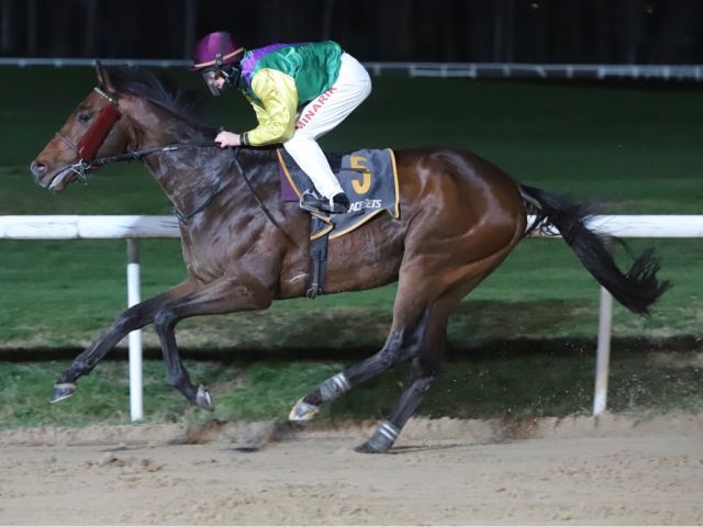 Melodino siegt unter Andre Best am 2. Weihnachtsfeiertag in Dortmund. Foto Stephanie Gruttmann