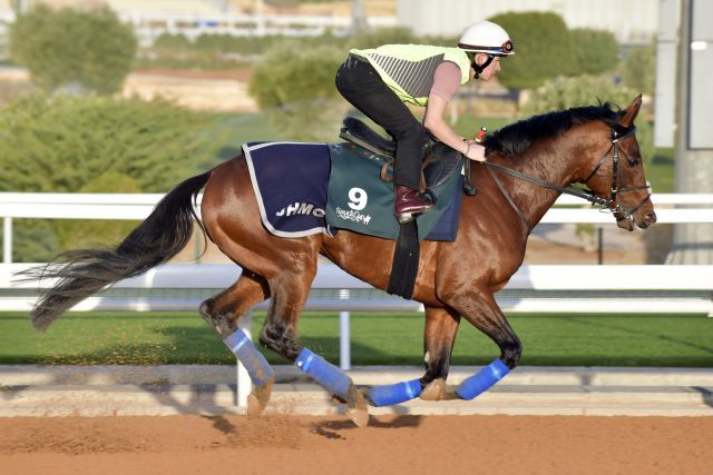 Mishriff, Vorjahressieger im Saudi Cup, beim Training in Riyadh. www.galoppfoto.de - JJ Clark