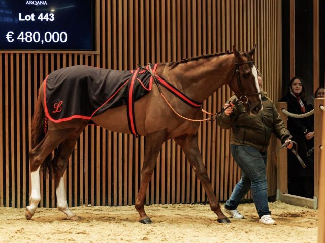 Newlook war das teuerste Pferd in Deauville. Foto: Arqana/Zuzanna Lupa