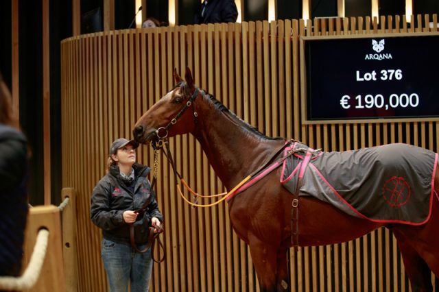 Niagaro im Auktionsring von Deauville. Foto: Arqana/Zuzanna Lupa