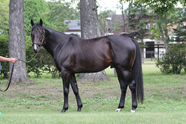 Novellist in der Shadai Stallion Station. Foto: Claudia von der Recke