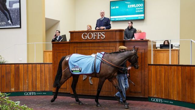 Peaky Boy im Auktionsring. Foto: Goffs