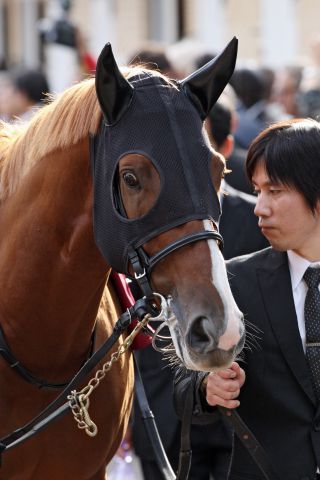 Zwangspause für Japans Arc-Hoffnung: Orfevre bei seinem Longchamp-Auftritt 2012. www.galoppfoto.de - Frank Sorge