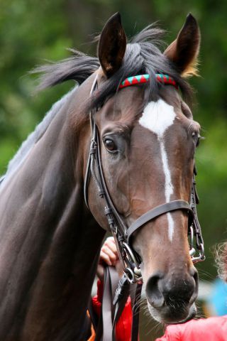 Tragisches Ende eines Derby-Kandidaten: Orsello ist tot. www.galoppfoto.de - Sandra Scherning