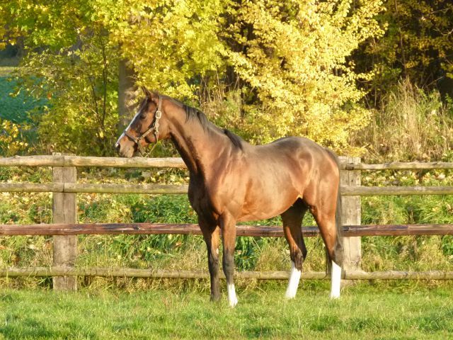 Earl of Tinsdal bereits in der neuen Heimat. Foto: privat